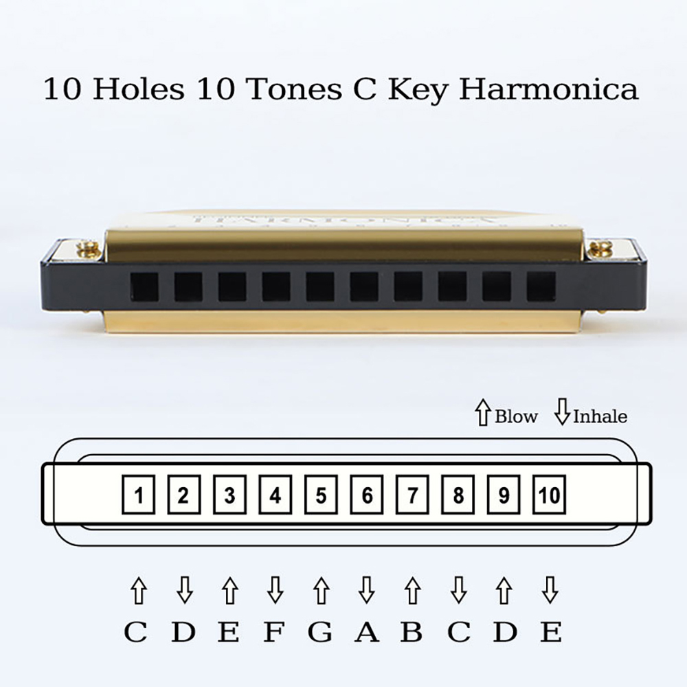 10 Hole C Harmonica Blues Harp - Harmonica 10 Hole review and price